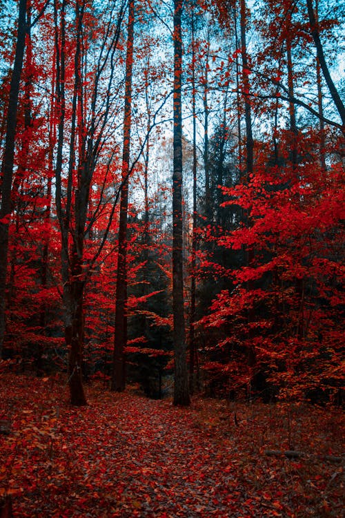 Arbres Rouges