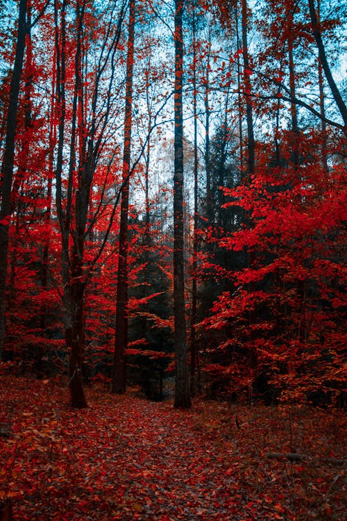 Free Red Trees Stock Photo