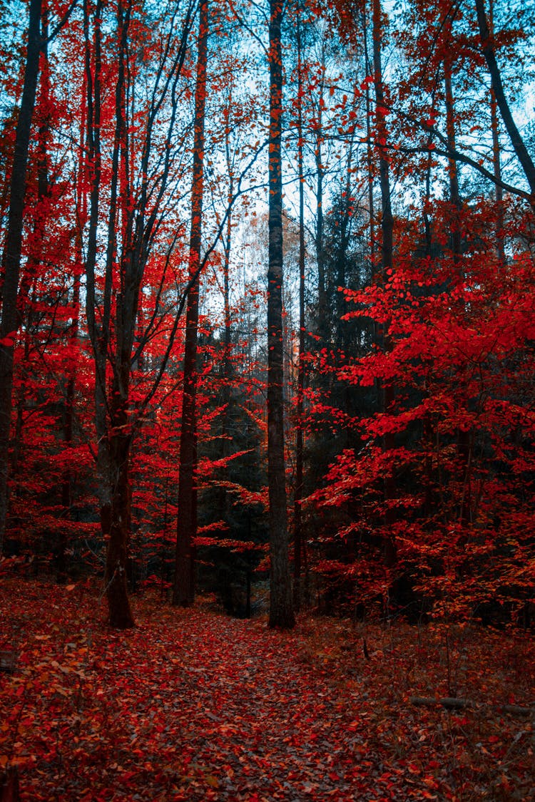 Red Trees