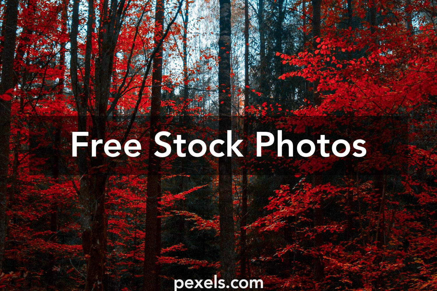 What are some websites to download high-definition tree backgrounds for photo editing?