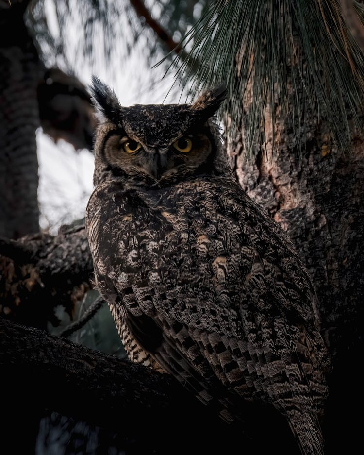 Close-up Of Owl Sitting On Tree