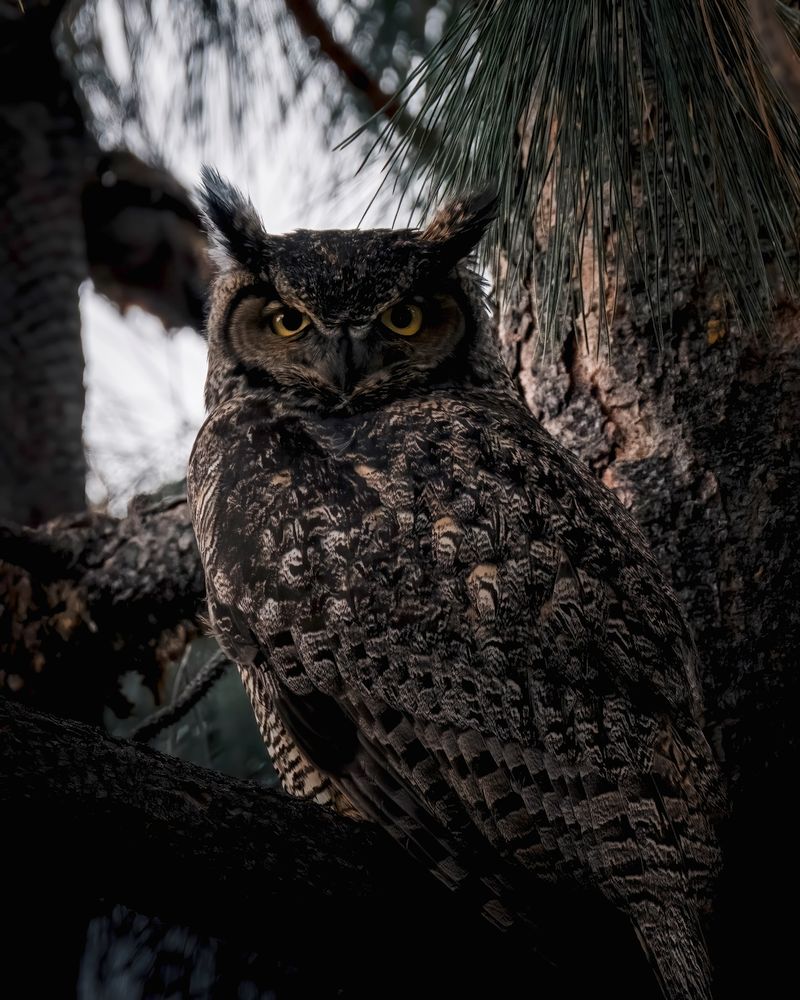 Owl at Dusk