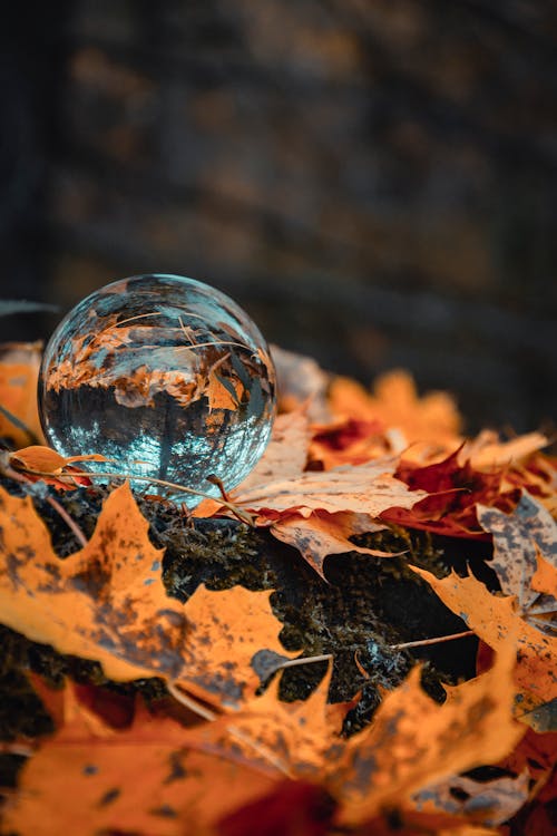 Free Round Clear Ball on Maple Leaves Stock Photo