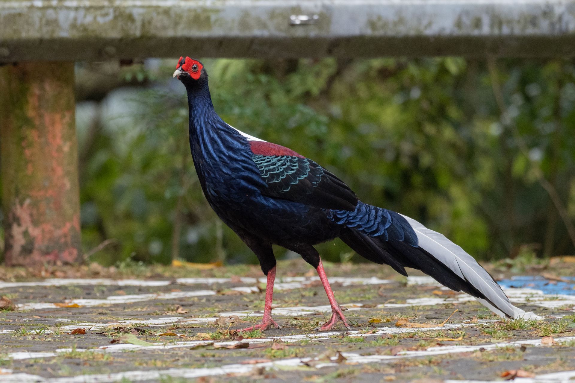 Majestic Swinhoes Pheasant Bird
