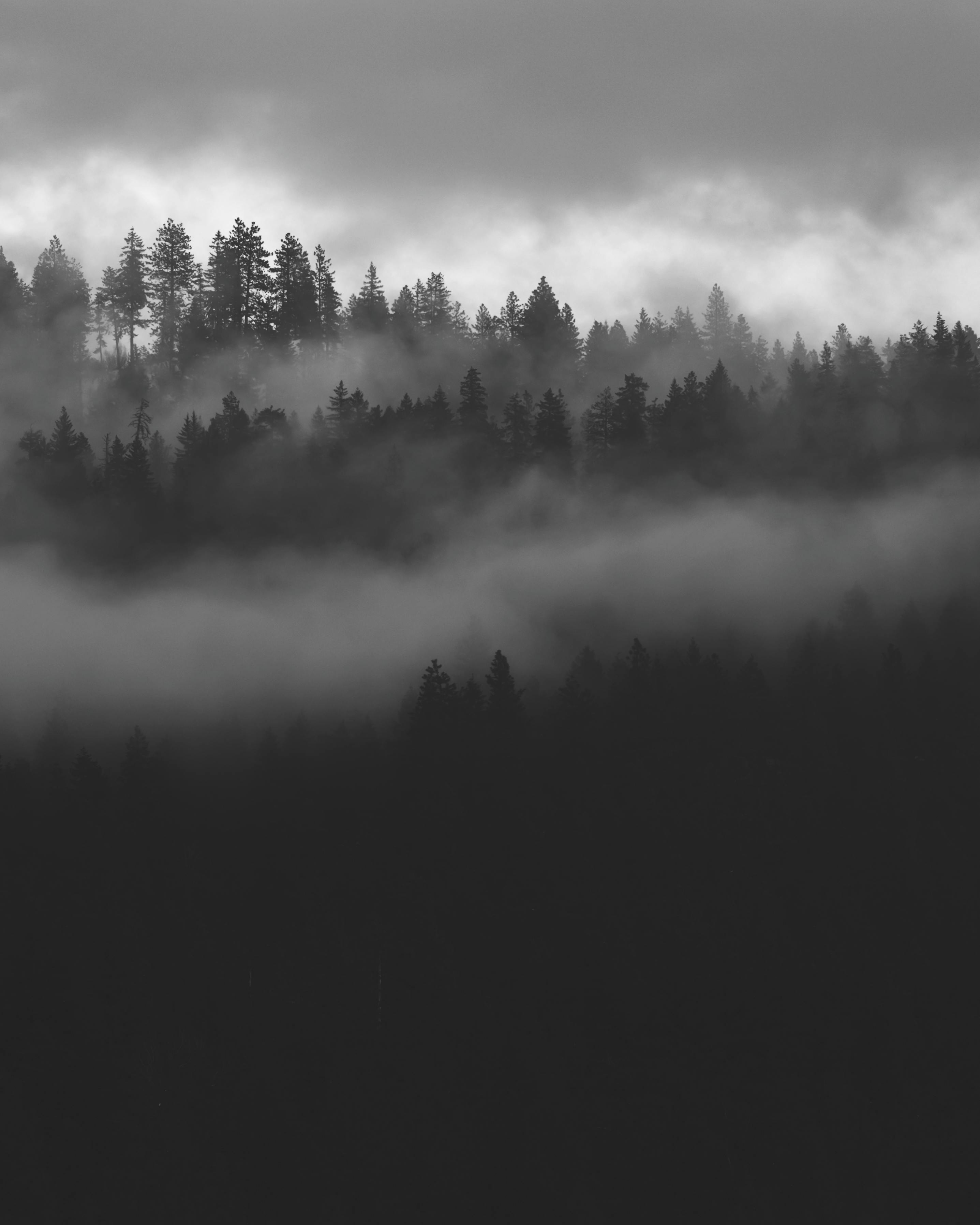Trees in Forest in Fog · Free Stock Photo