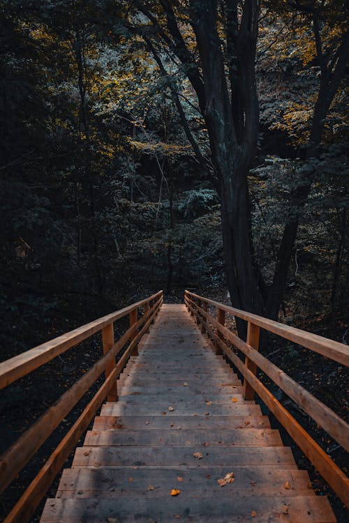 Photo of Wooden Stairs In Forest