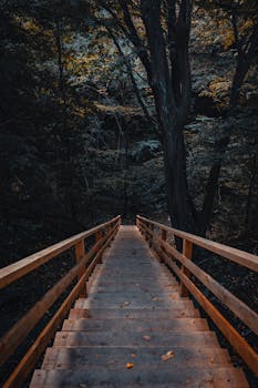 木制楼梯向下延伸，通往一片宁静而昏暗的森林，营造出一种静谧而神秘的氛围
