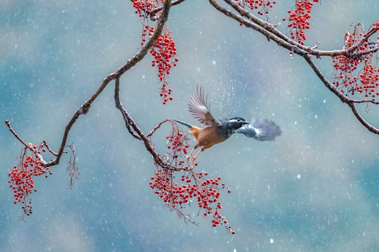 Bird Flying Off A Branch 