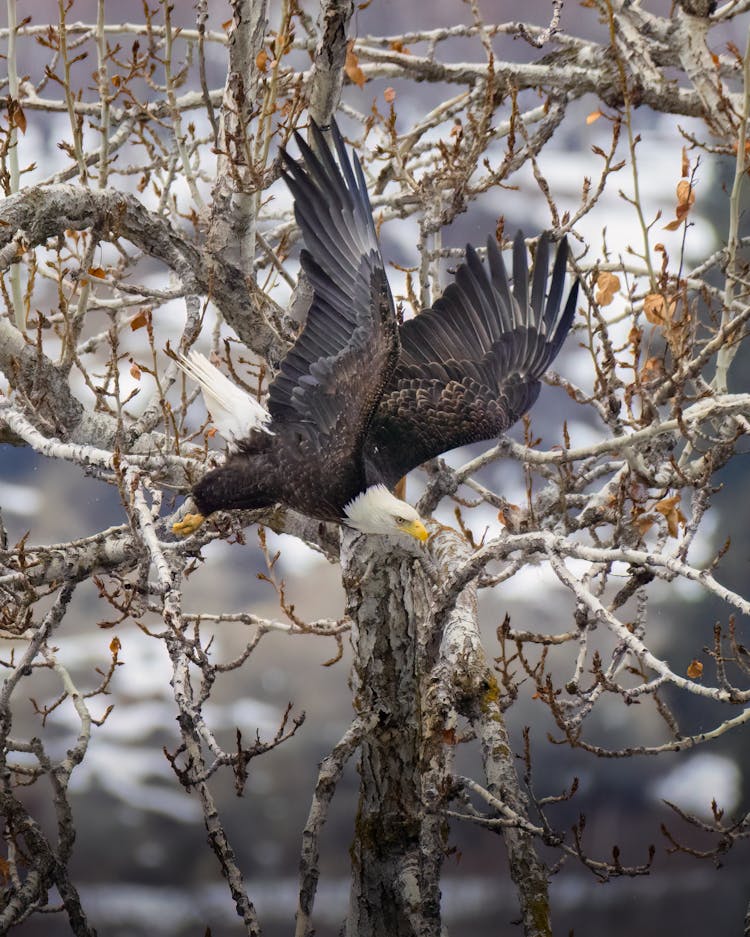 Eagle Near Tree In Nature