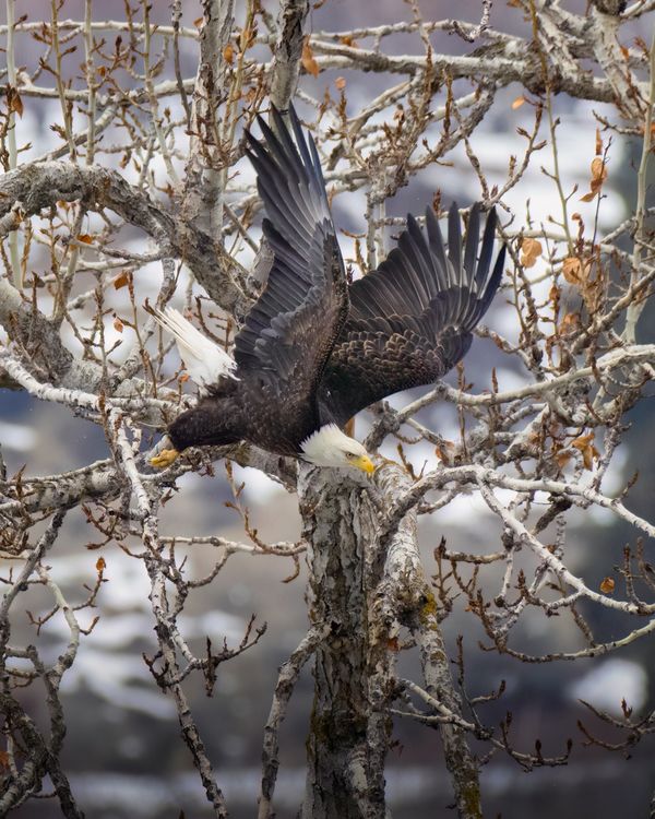 Eagle Tree Eagle near Tree in Nature · Free Stock Photo