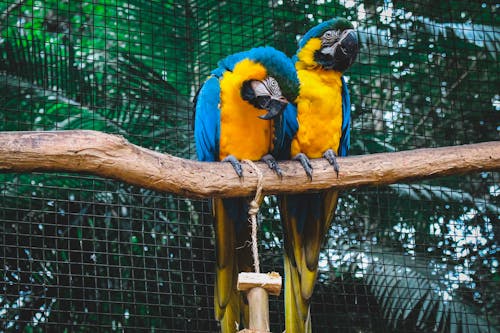 2 orange-and-blue macaws on branch in mesh cage