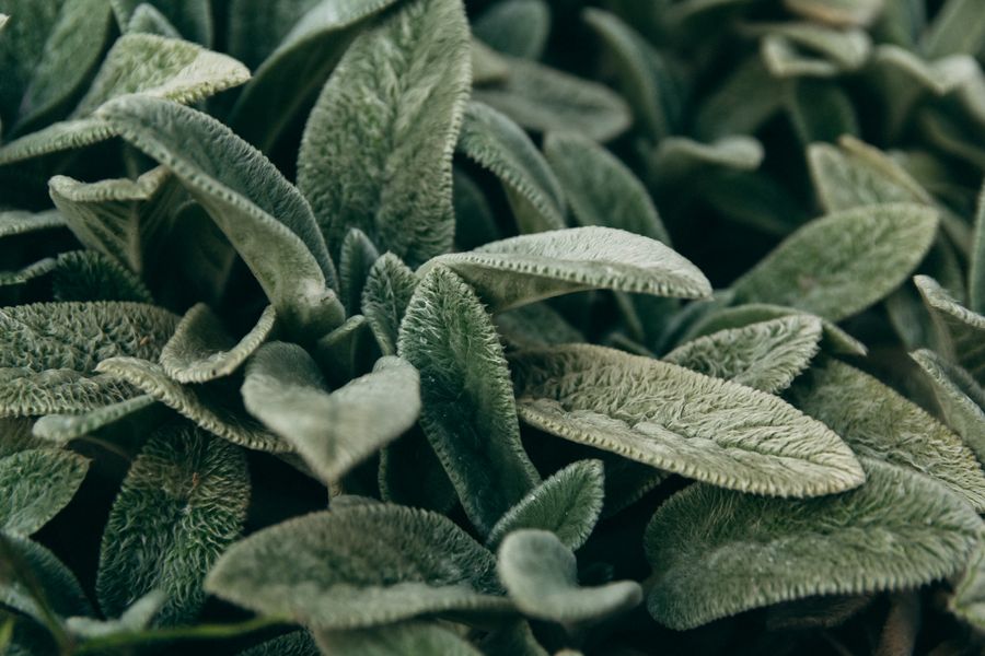 Velvety green leaves, close up — Shuvalova Natalia on Pexels