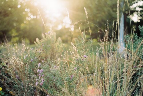 Free Close-up of grass and wildflowers in a sunlit park, creating a serene atmosphere. Stock Photo