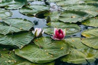 Two pink water lilies floating in a pond