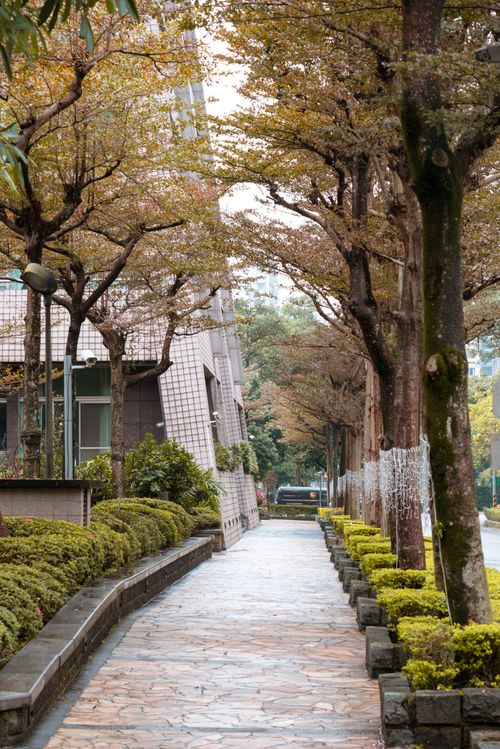 Free Discover a serene, tree-lined alley in an urban setting that invites calm and relaxation. Stock Photo