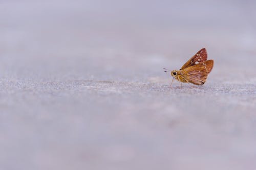 Bruine Vlinder Op Grond