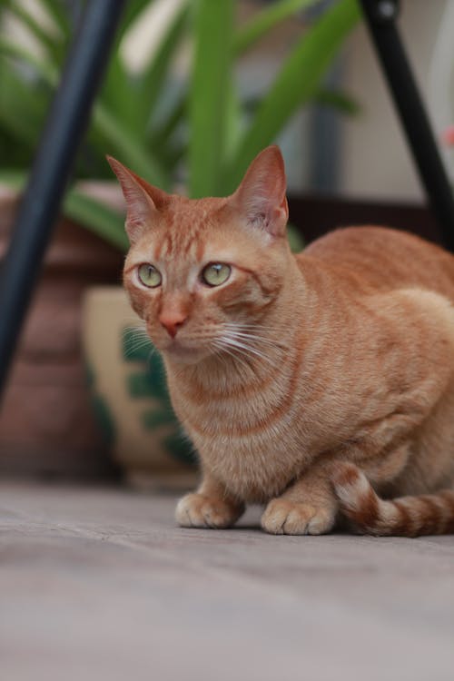 Close-up of a Ginger Cat 