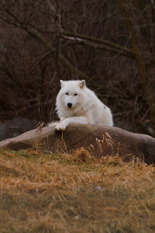 free-photo-of-white-wolf-on-rock.jpeg?au