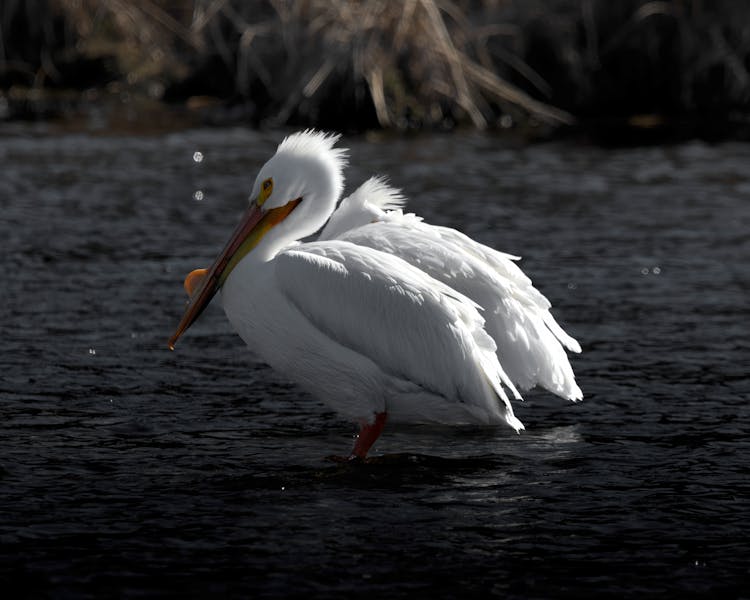 White Pelican Sitting In Water