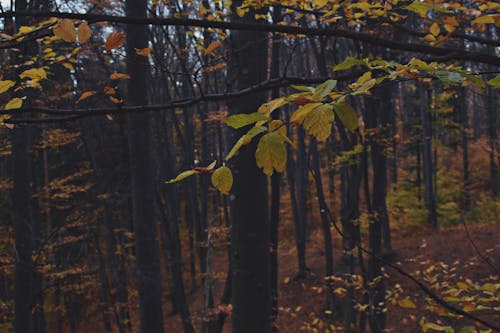 бесплатная Деревья с зелеными листьями Стоковое фото