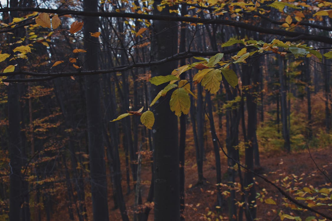 Green Leafed Trees