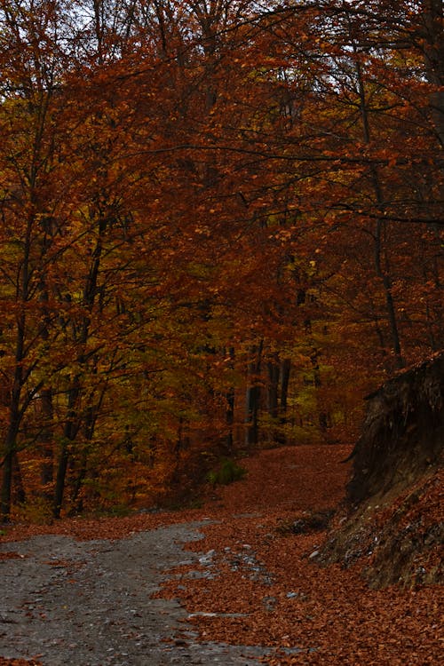 Zdjęcie Drzew Jesienią
