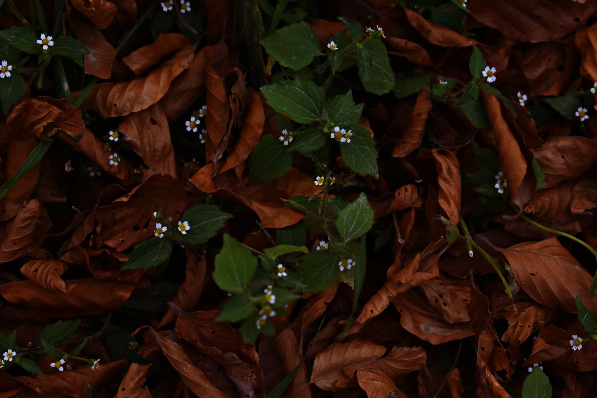 Brown leaves and small white flowers create a striking autumn ground cover.