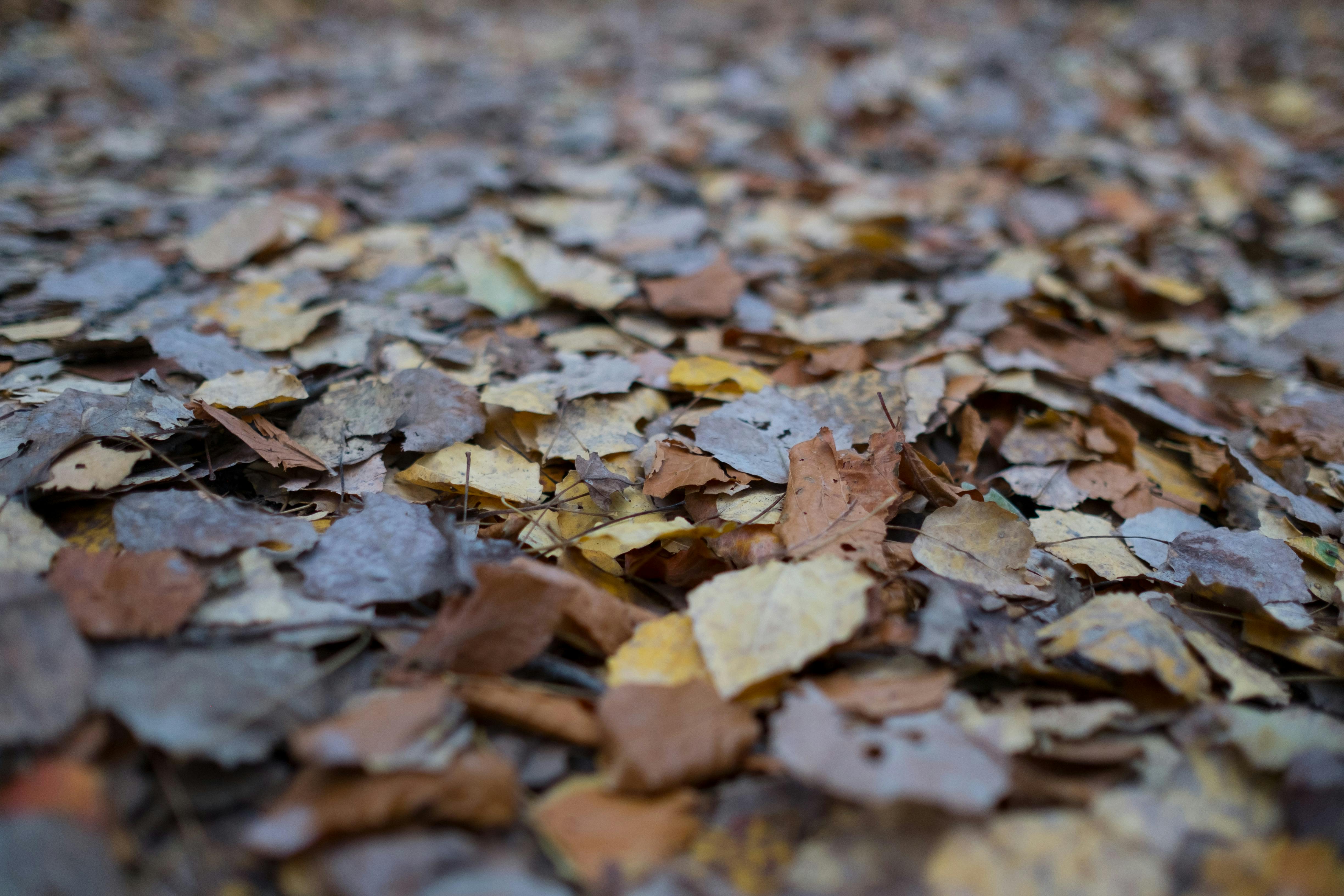Free stock photo of autumn colors, autumn leaves, fall colors