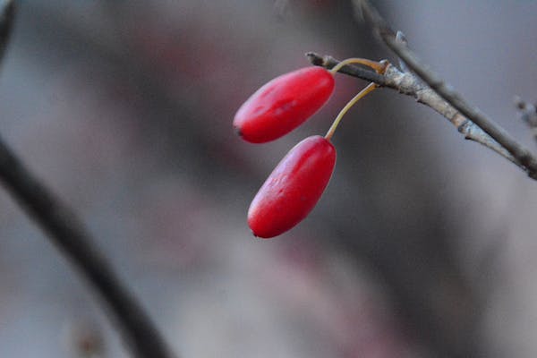 Ladakhi Cham mask dance performance at monastery with Himalayan backdrop