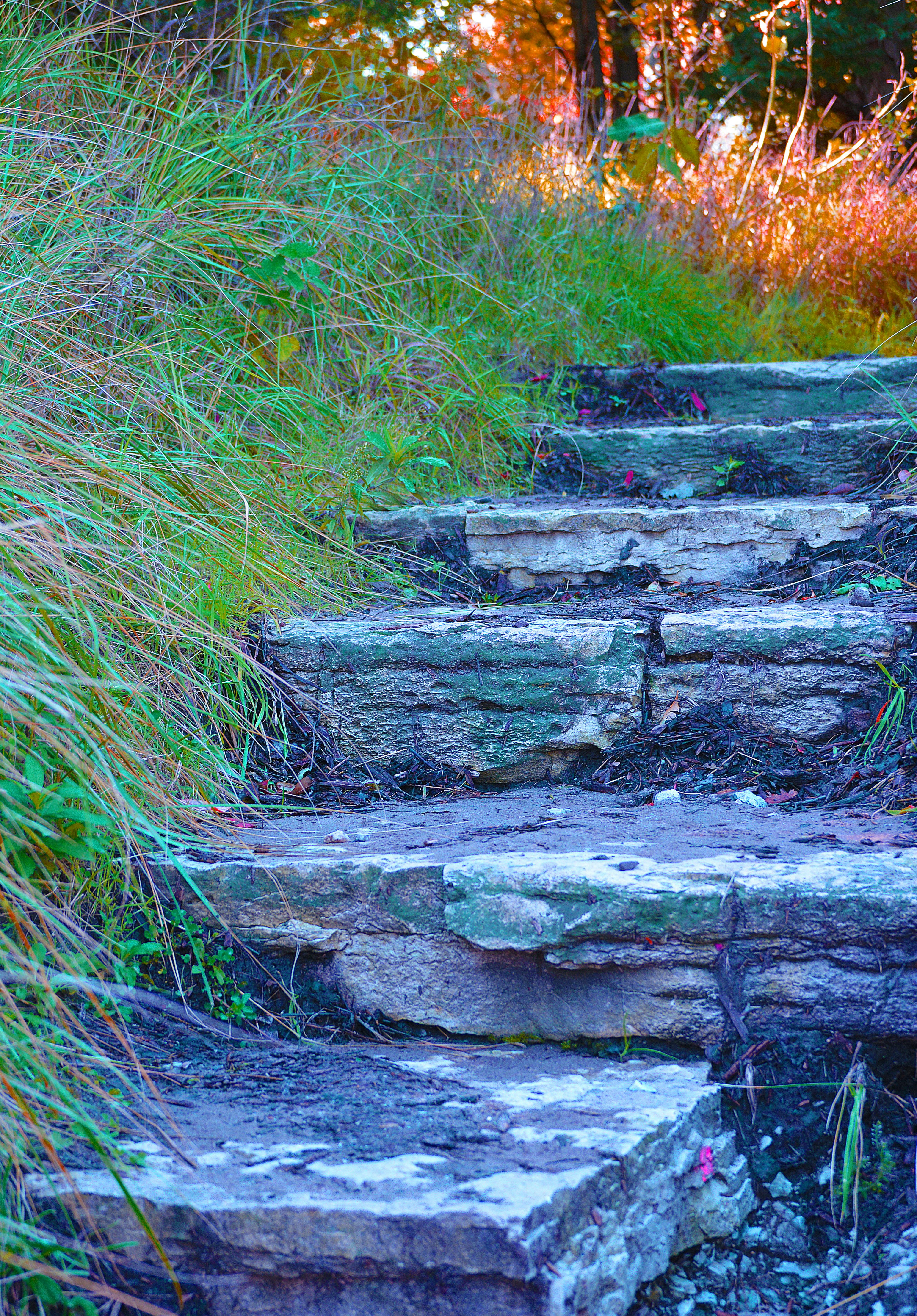 Free stock photo of nature, outdoor, stairs