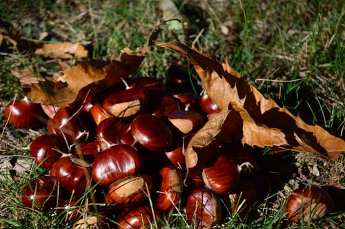 Photo of a Pile of Chestnuts on the Ground