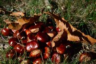 A close-up shot of chestnuts and fallen autumn leaves on grass, capturing the essence of fall.