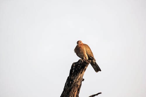 @dış mekan, bharatpur, doğa içeren Ücretsiz stok fotoğraf