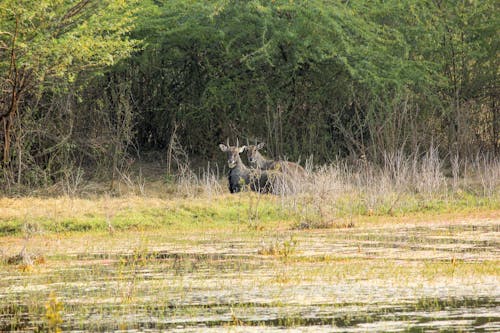 antiloplar, bharatpur, Boğa içeren Ücretsiz stok fotoğraf