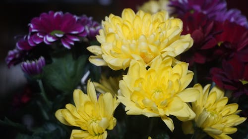 Ảnh lưu trữ miễn phí về hoa đầy màu sắc, hoa đẹp, Hoa màu vàng