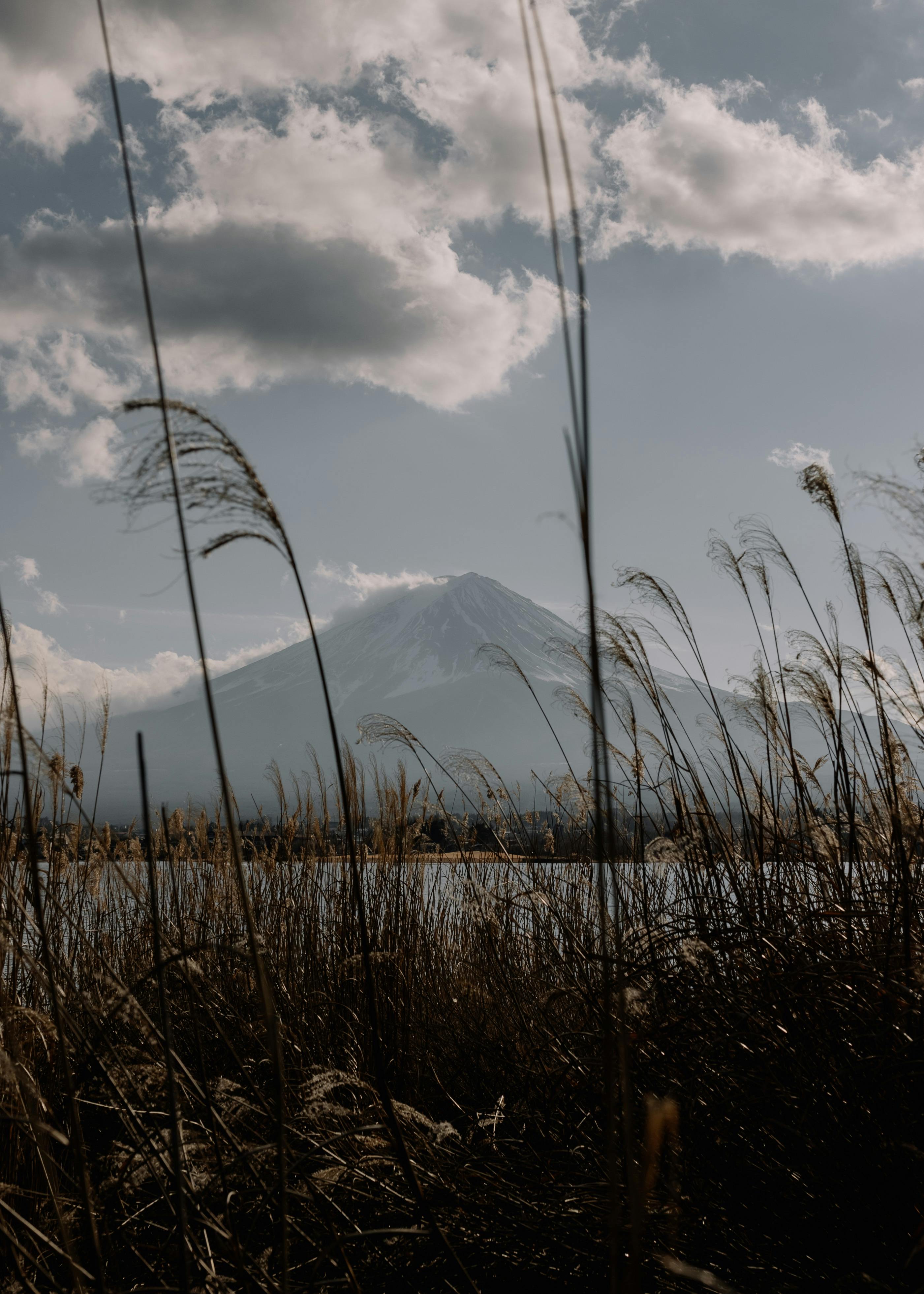 Serene landscape featuring a mountain with reeds in the foreground under a cloudy sky.