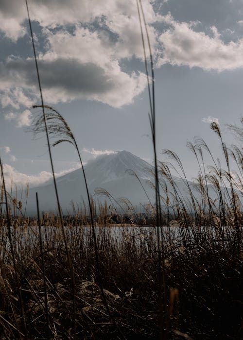Photo of Mount Fuji with Reeds in the Foreground