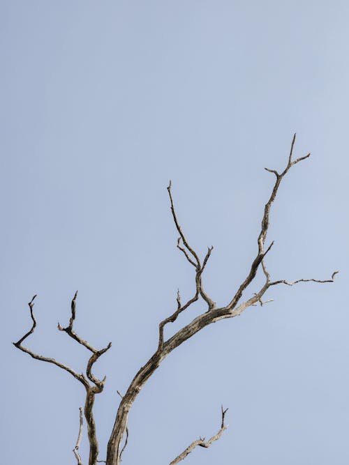 Photo of a Leafless Tree Against a Blue Sky