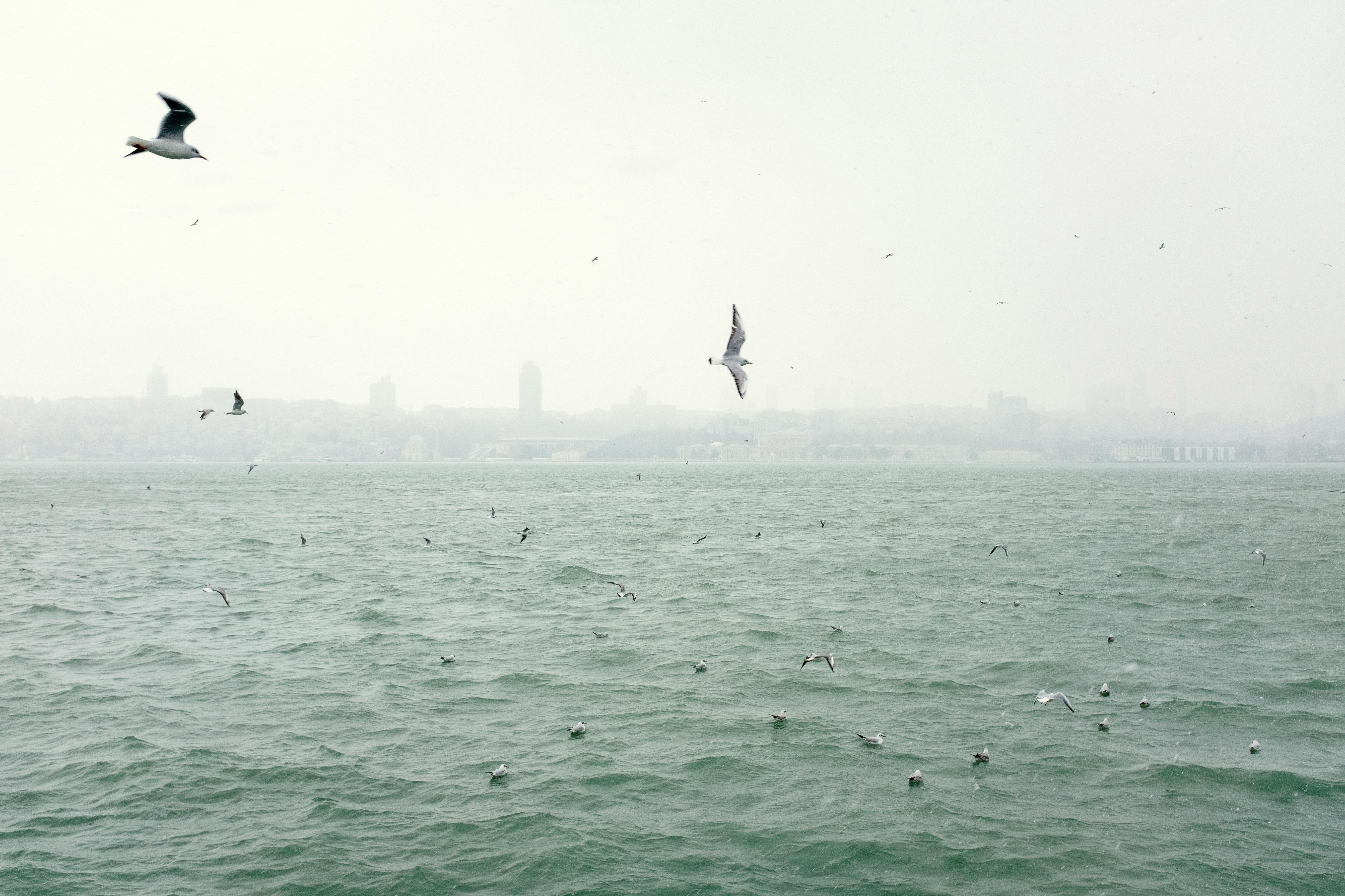 Seagulls glide above the Bosphorus in Istanbul during a misty day, showcasing the scenic city's skyline.