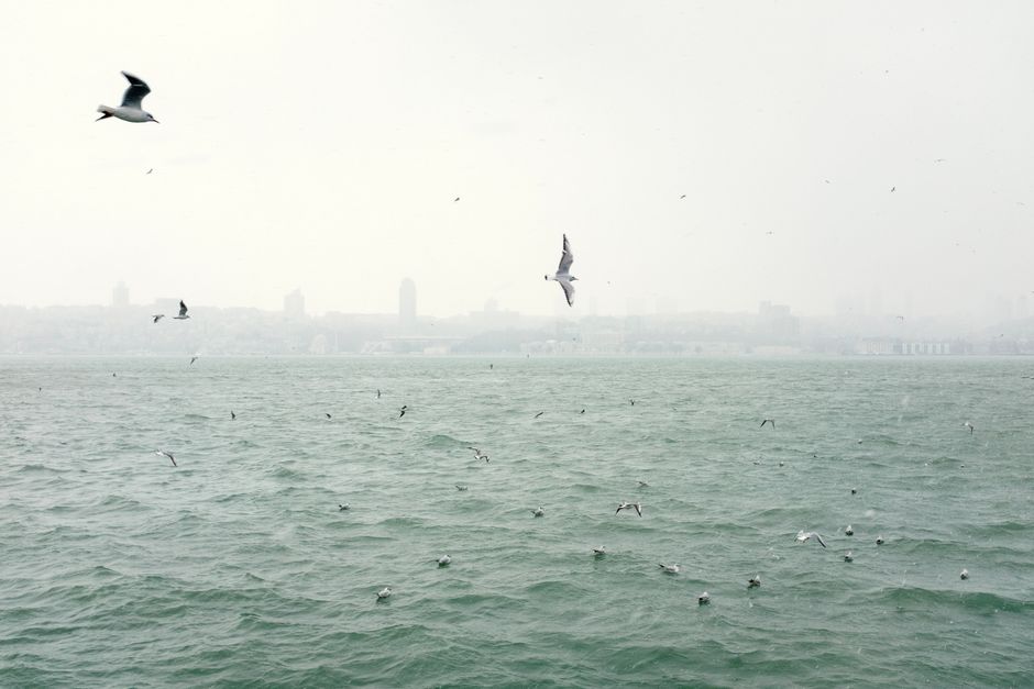 Seagulls glide above the Bosphorus in Istanbul during a misty day, showcasing the scenic city's skyline.