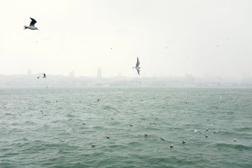 Free Seagulls glide above the Bosphorus in Istanbul during a misty day, showcasing the scenic city's skyline. Stock Photo