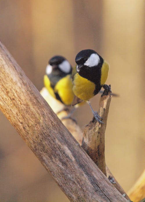 Fotobanka s bezplatnými fotkami na tému divočina, fotografovanie vtákov, ornitológia