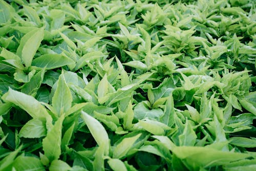 Lush Green Leaves