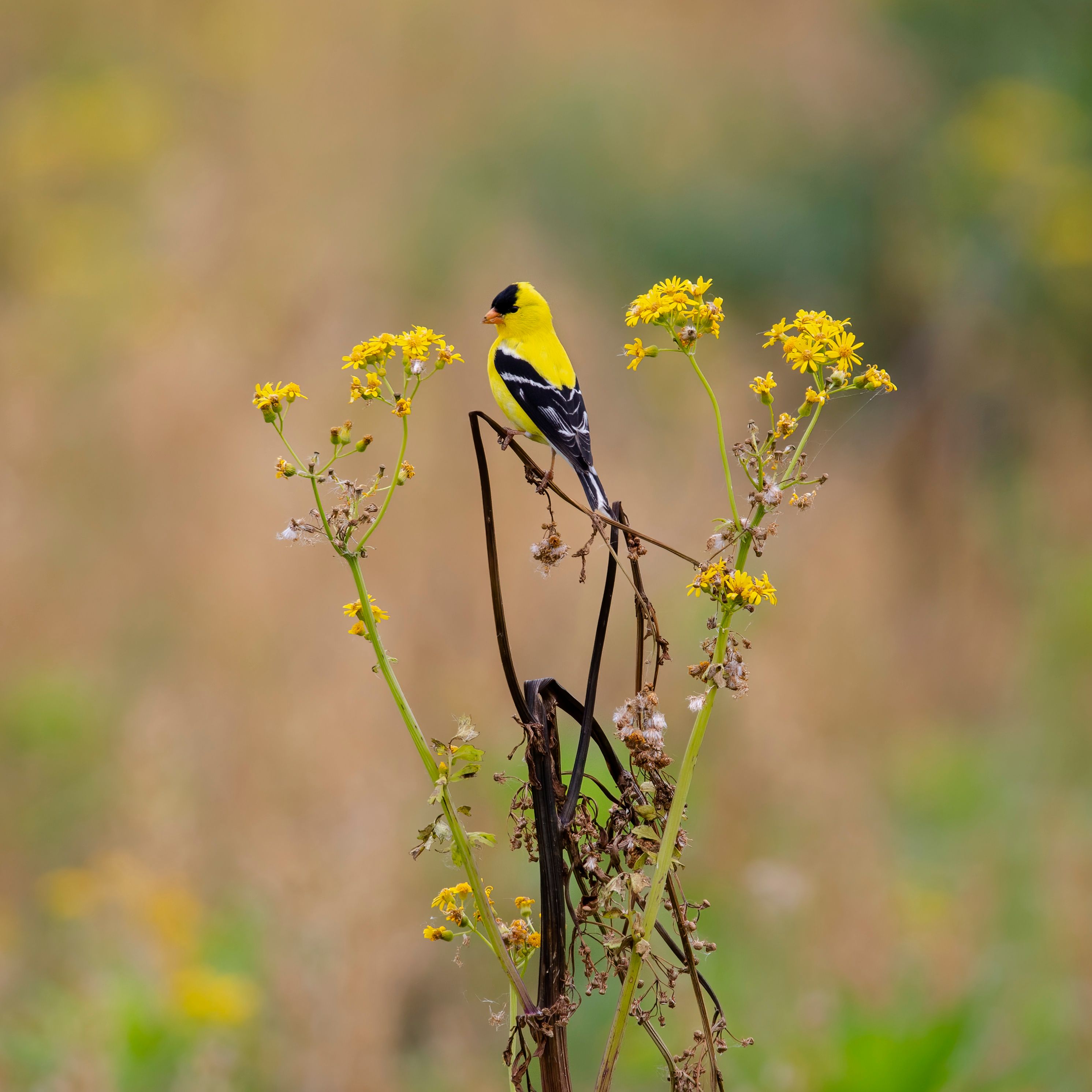 Tiny Birds And Winter Flowers Photos,