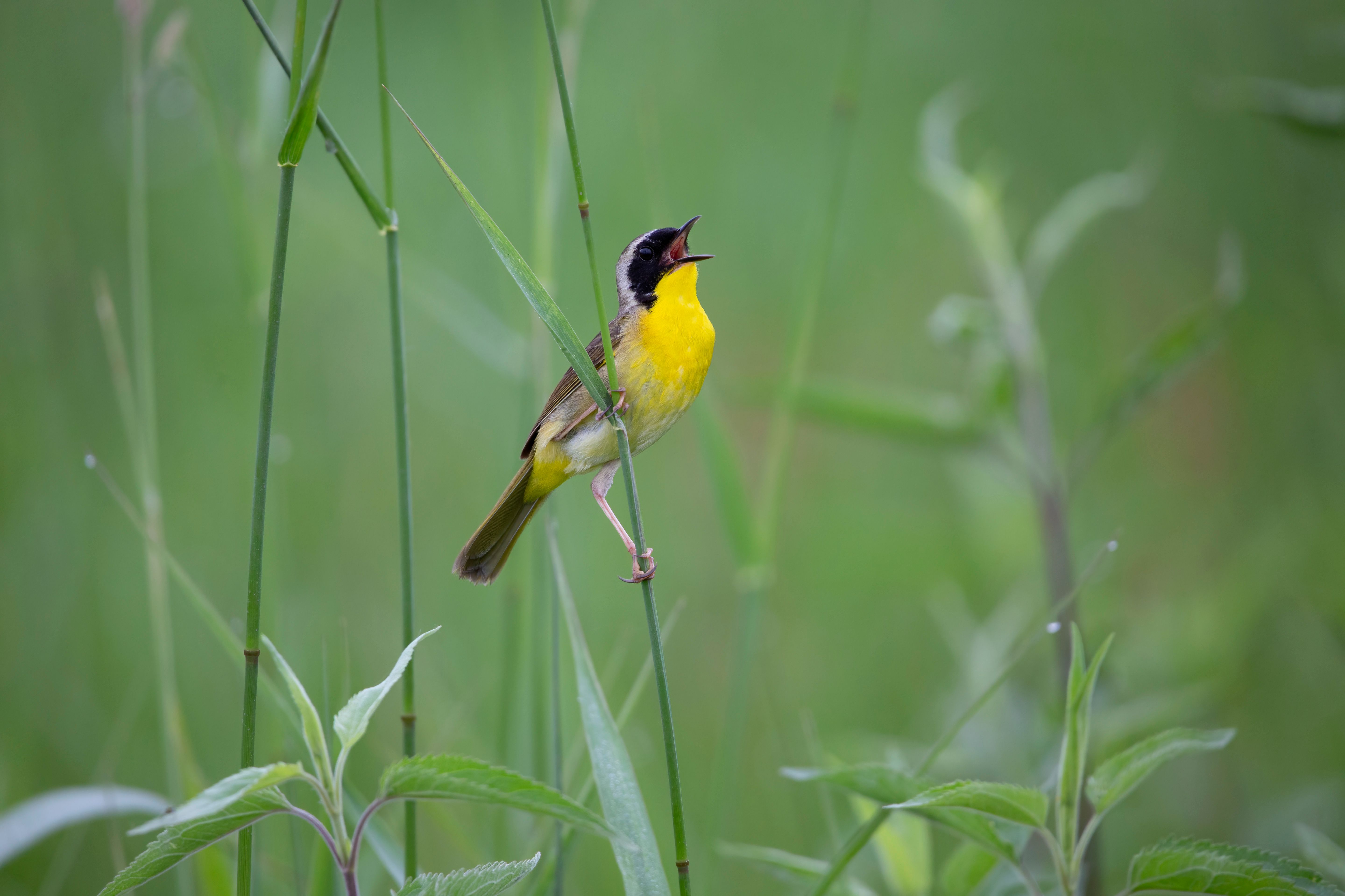 Tiny Birds And Winter Flowers Photos,