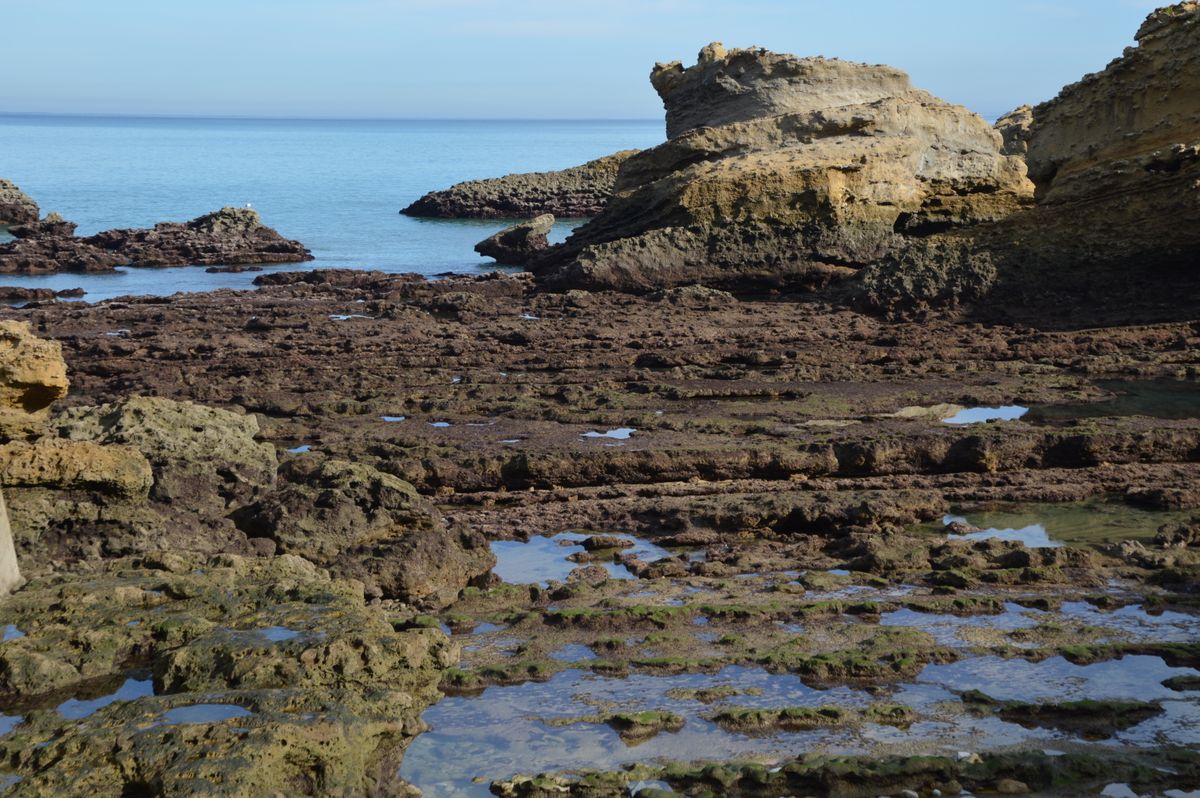 A flat, uneven rocky seashore shelf meeting clear blue water, tide pools visible