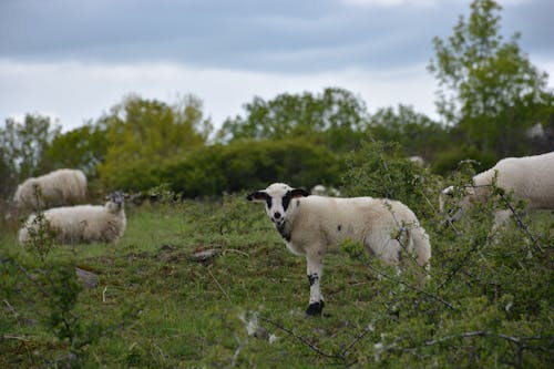 Безкоштовне стокове фото на тему «випас, вівці, зелений»