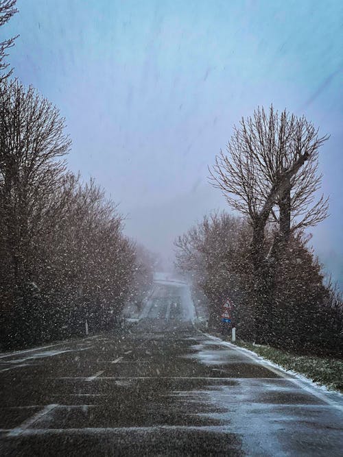 Základová fotografie zdarma na téma podzimní stromy, sníh, stromy