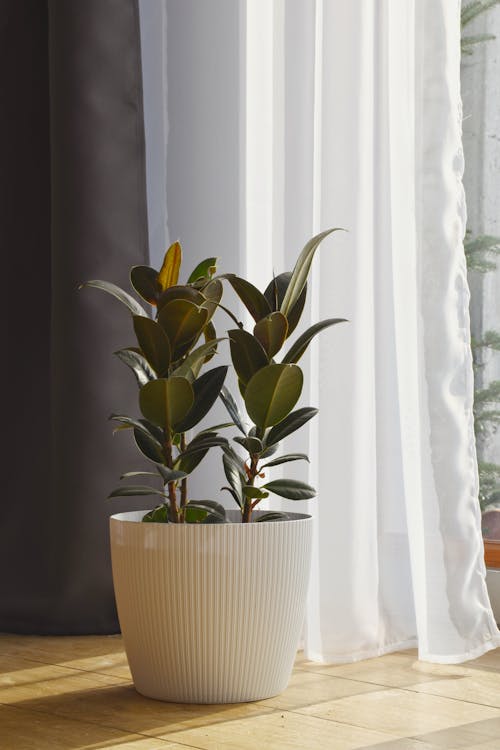 A Rubber Fig in a White Plant Pot Standing near the Curtains 