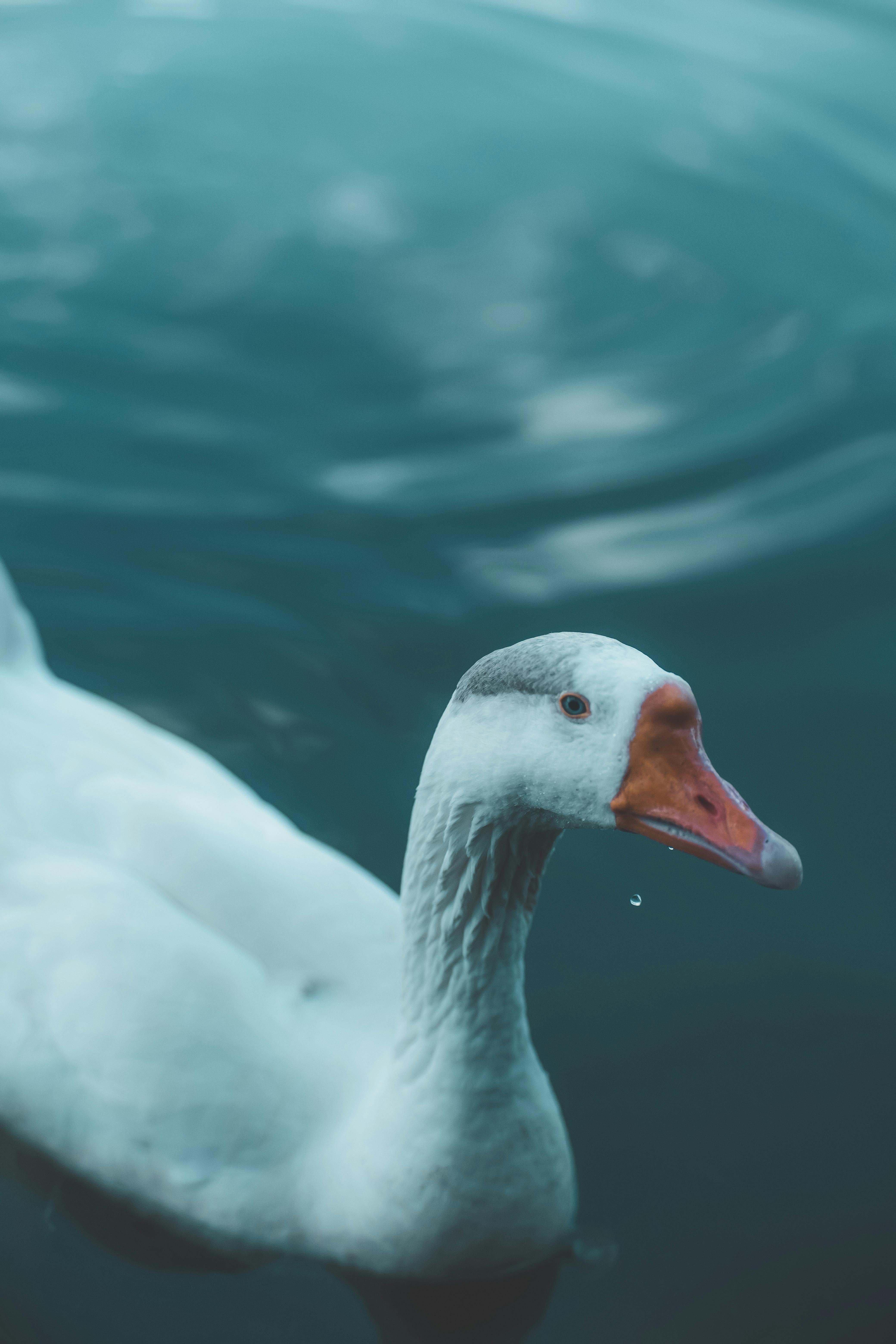 Die besten Pato TímidoFotos · Kostenlos Downloaden · Pexels StockFotos